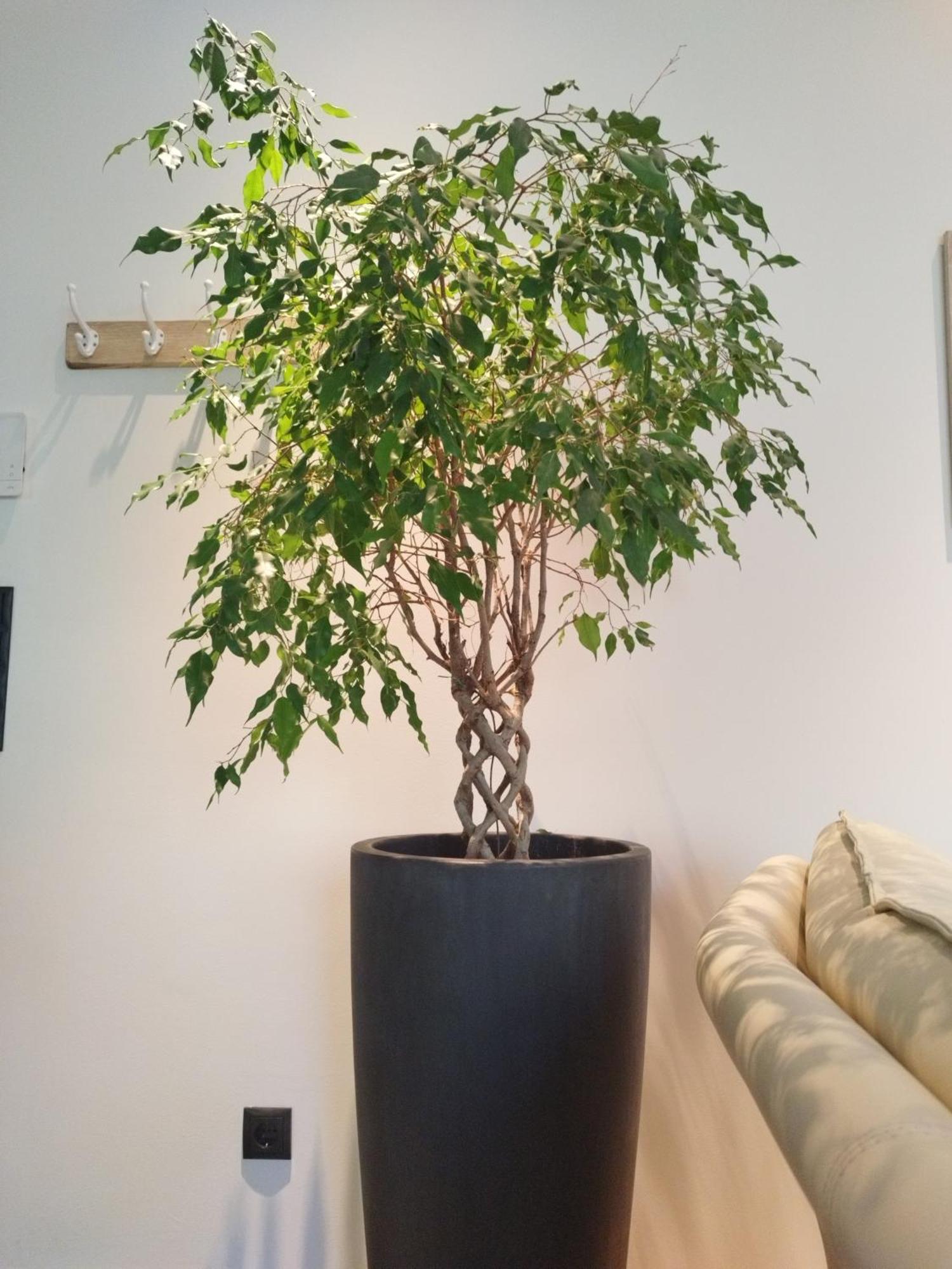 Appartement Waldzauber Medraz 外观 照片